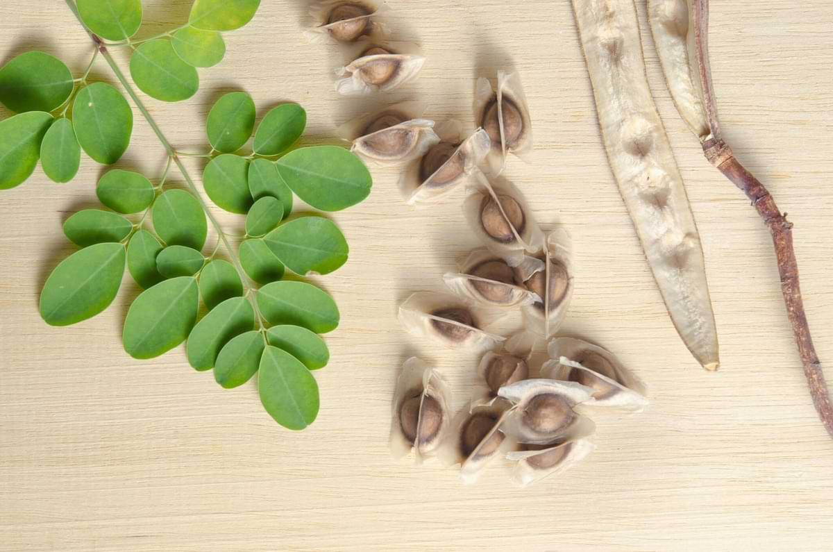 Moringa seeds