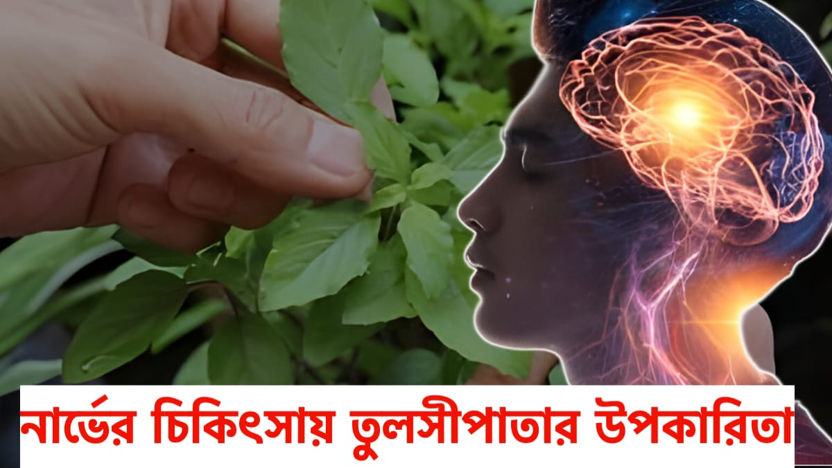 নার্ভের চিকিৎসায় তুলসীপাতার উপকারিতা