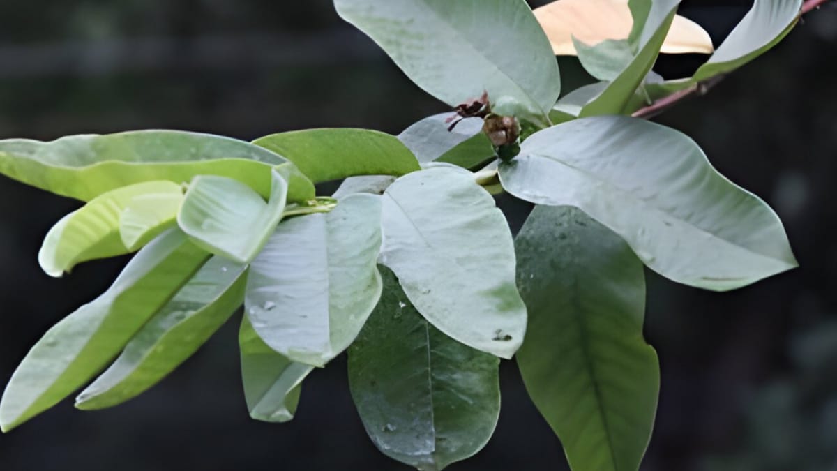 পেয়ারা পাতা