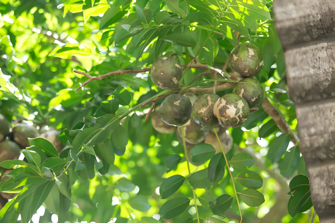 আমড়া ও আমড়া পাতা