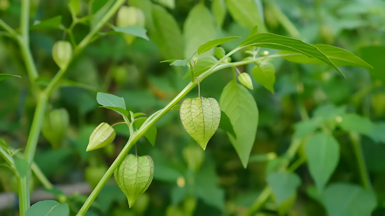 ফটকা বা বন টেপরি